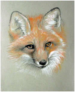 Red Fox Endangered Species Note Card